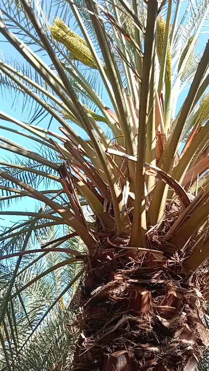 Al qassim - Saudi Arabia|Al Bukayriyah 52900|6F5M+4FQ