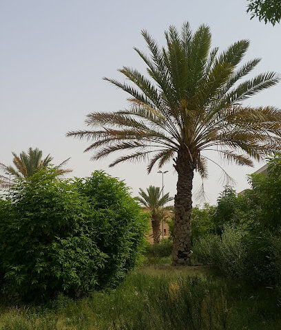 حديقة شرق الموسى - Khamis Mushait - +966 59 219 0018