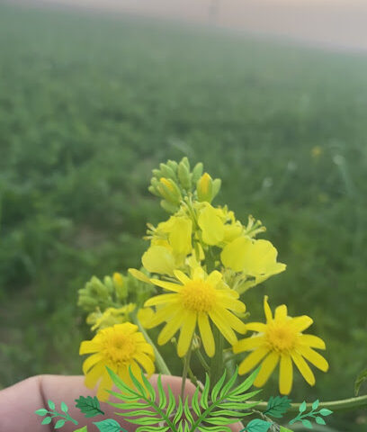 مزرعة النايفيه - Alnaifieh Farm - Ash Shihyah - +966 57 077 9977