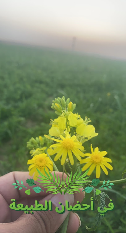 مزرعة النايفيه - Alnaifieh Farm - Saudi Arabia|Ash Shihyah 52903|8F44+R6