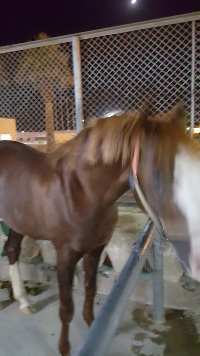 Horseback riding club - Tabuk 47513