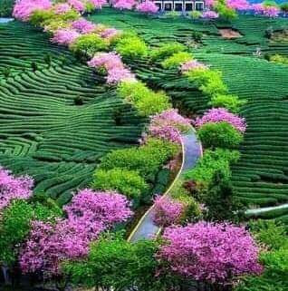 Garden Aziziyah - Mecca - +966 53 865 9964