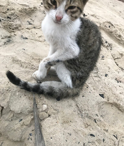 Fathi veterinarian - Khafji - +966 55 143 1584