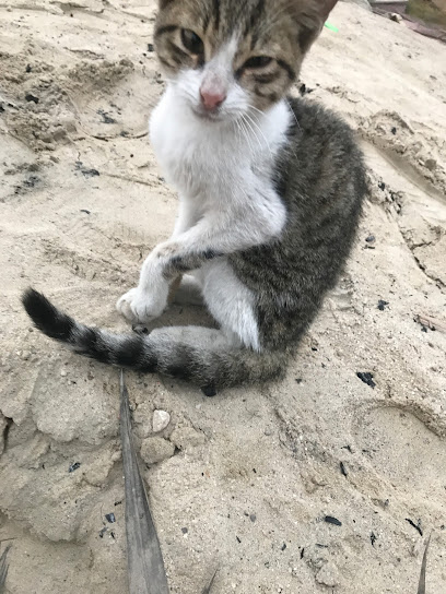 Fathi veterinarian - Saudi Arabia|Khafji 39254|Al Hamra|CF9G+7FV