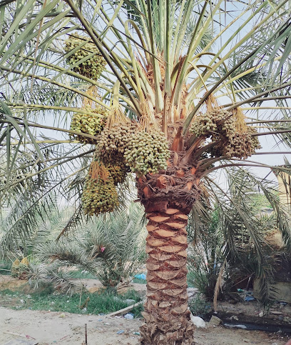 ইরশাদুল - Saudi Arabia|Safwa 32828|Shouq Venue