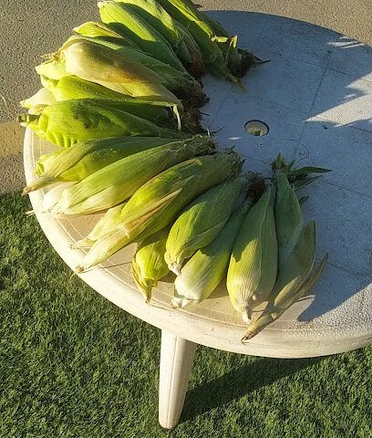 Tea Stoll - Taif -
