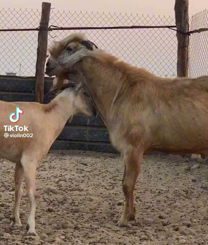 تساهيل للكتروتدنيلت - Tabuk - +966 53 719 3096