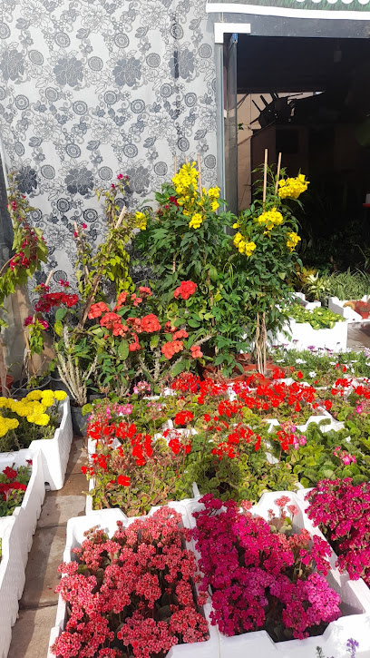Nursery - Riyadh 12471